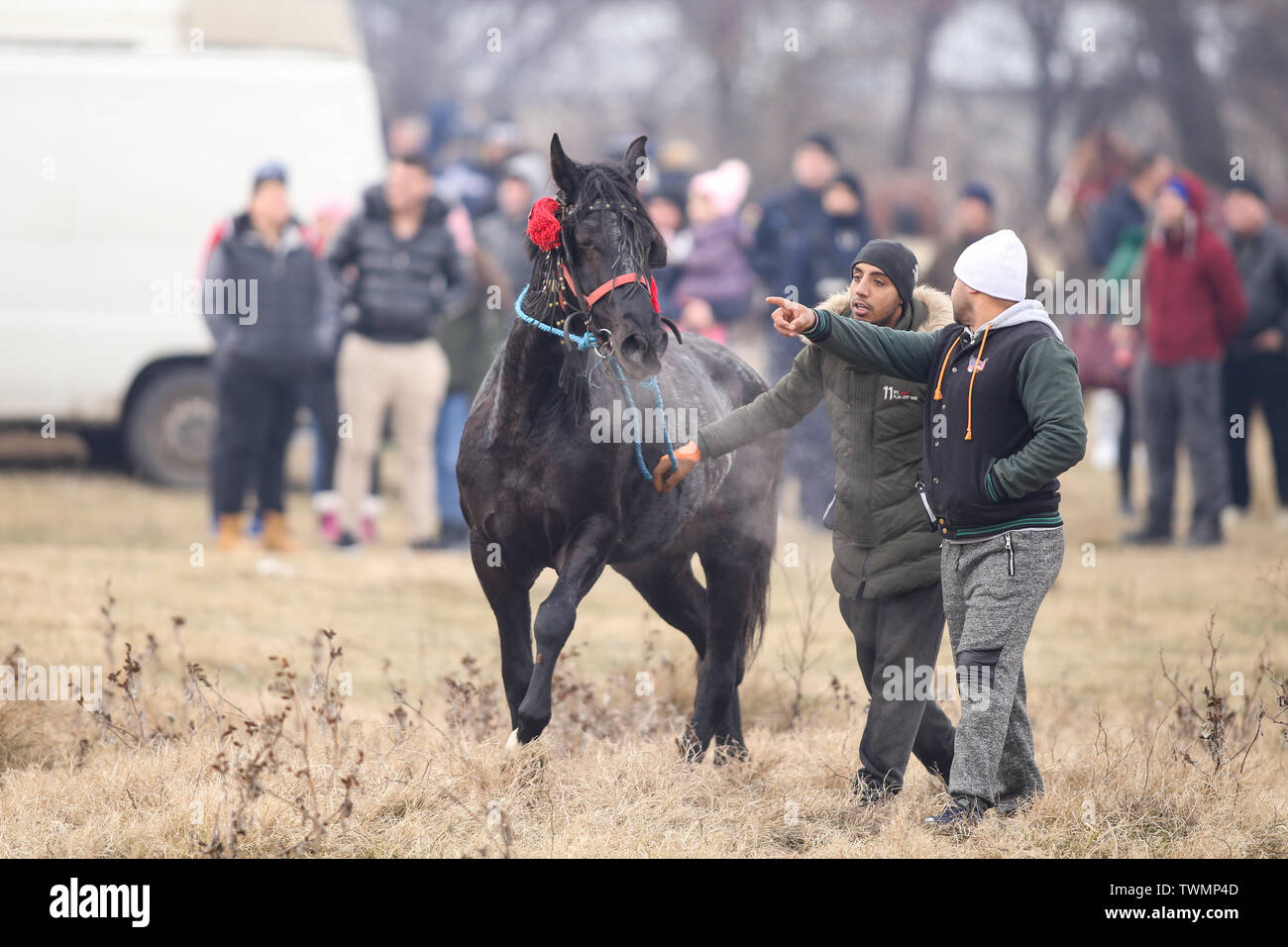 Pietrosani, Romania - 6 Gennaio 2019: uomo gestisce un ornato cavallo prima un'Epifania festa corsa di cavalli. Foto Stock