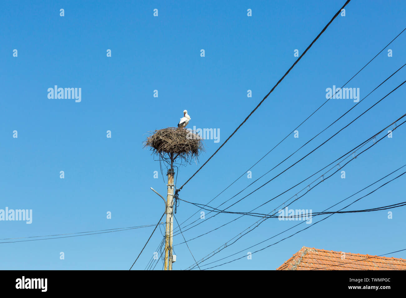 Annidamento di cicogne su palo elettrico circondato da cavi Foto Stock