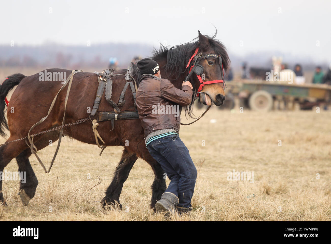 Pietrosani, Romania - 6 Gennaio 2019: uomo gestisce un ornato cavallo prima un'Epifania festa corsa di cavalli. Foto Stock