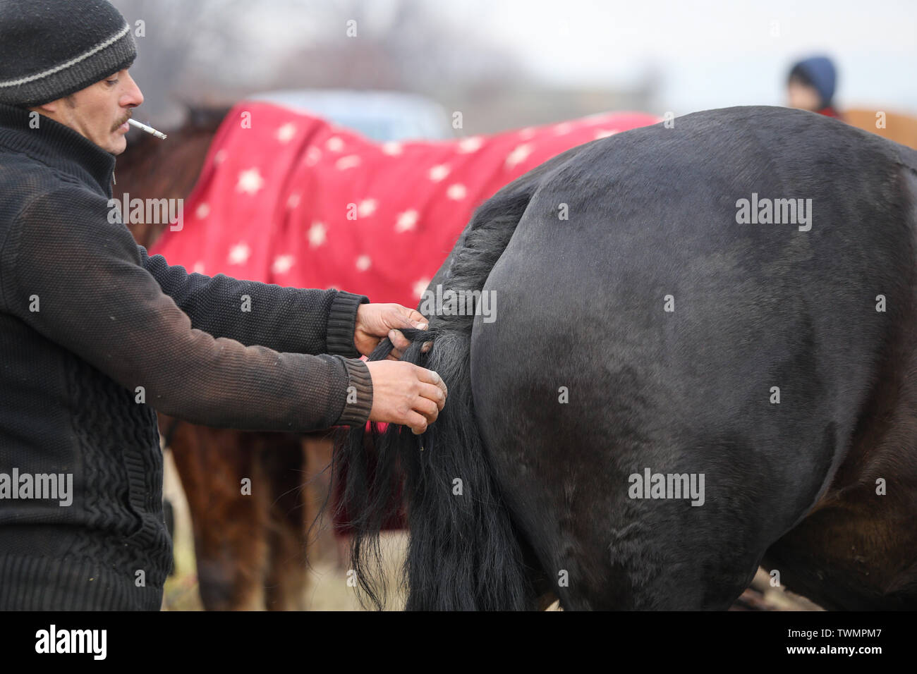 Pietrosani, Romania - 6 Gennaio 2019: uomo trecce una coda di cavallo prima di un'Epifania festa corsa di cavalli. Foto Stock