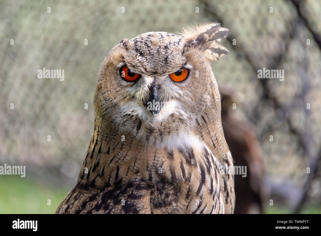 Owl close up - Il grande gufo cornuto è generalmente colorati per il camuffamento Foto Stock