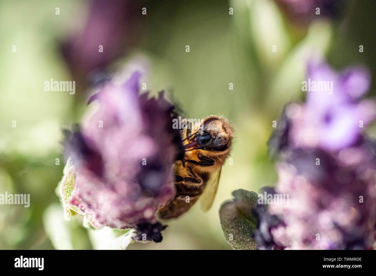 Ripresa macro di un ape in una Lavanda fiori Foto Stock