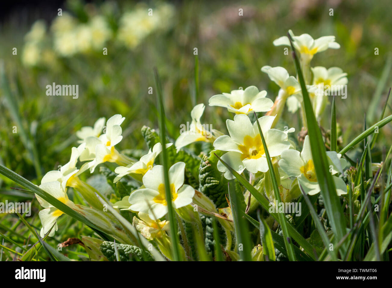 Wild primule nel sole primaverile Foto Stock