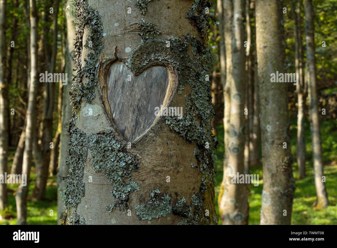 Tree-Carving della forma di cuore su Lichen coperto corteccia. Foto Stock