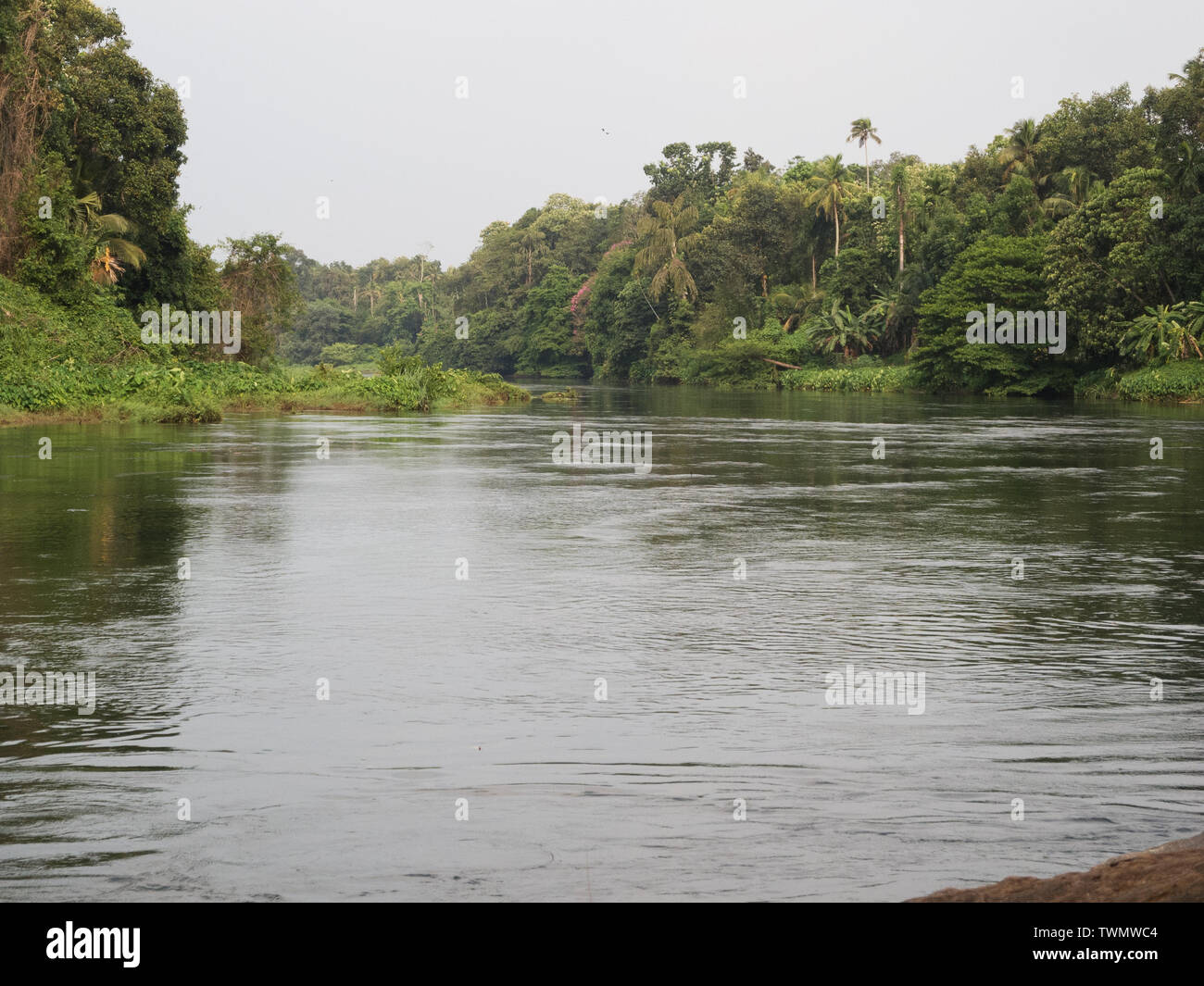 Il fiume del Periyar sullo sfondo di verdi alberi a Kochi Kerala Foto Stock