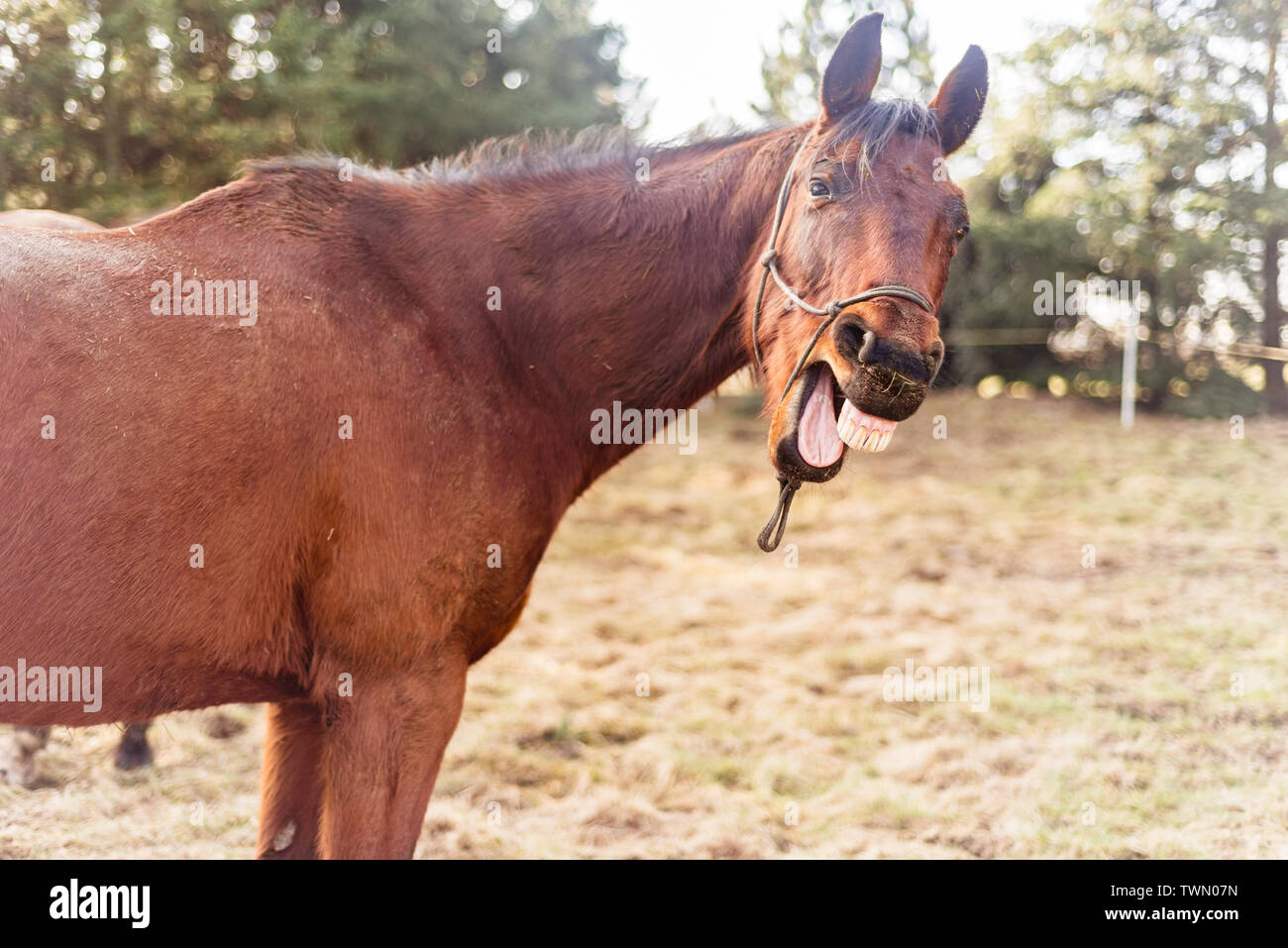 A sorridere e ridere con denti di cavalli sul prato verde. Foto Stock