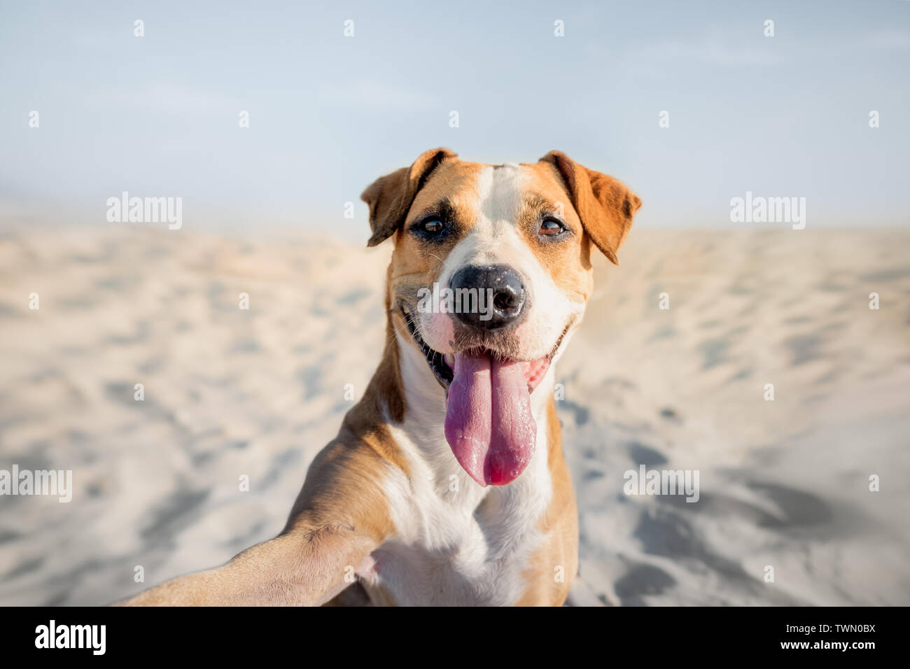 Sorridenti cane tenendo autoritratto sulla spiaggia. Ritratto di un simpatico staffordshire terrier imitando un selfie shot con il mare in estate Foto Stock