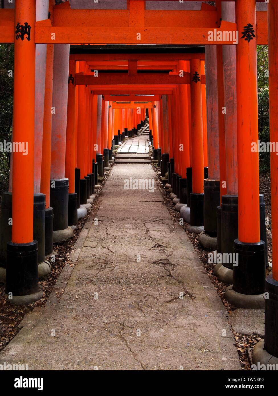 Torii rossi al Santuario di Fushimi Inari Taisha, situato alla base del monte Inari, Kyoto, Giappone. Foto Stock