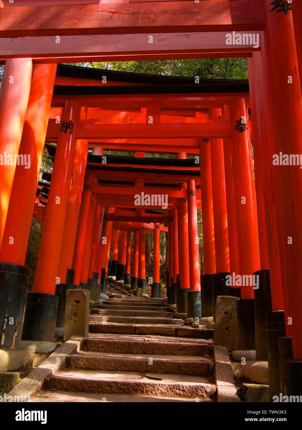 Torii rossi al Santuario di Fushimi Inari Taisha, situato alla base del monte Inari, Kyoto, Giappone. Foto Stock