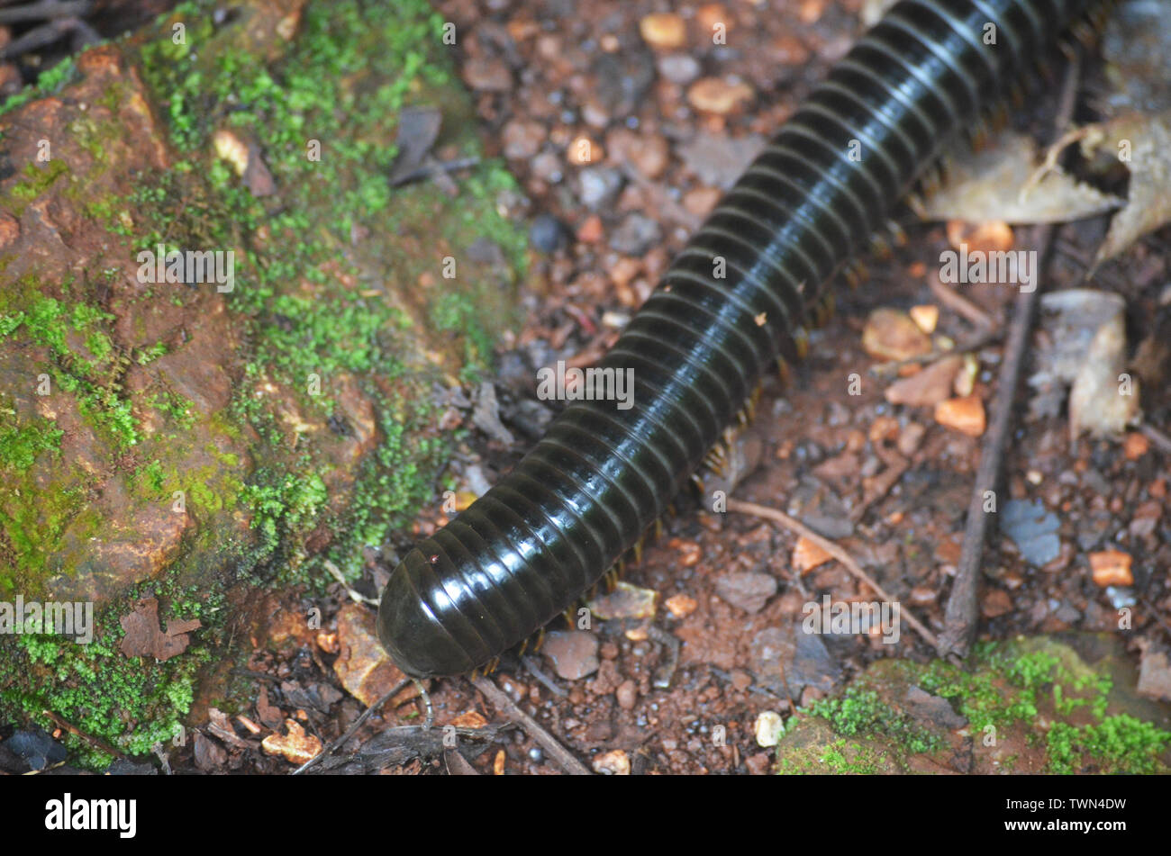 Giant millipedes in Limones de Tuabaquey, un cubano di riserva forestale Foto Stock