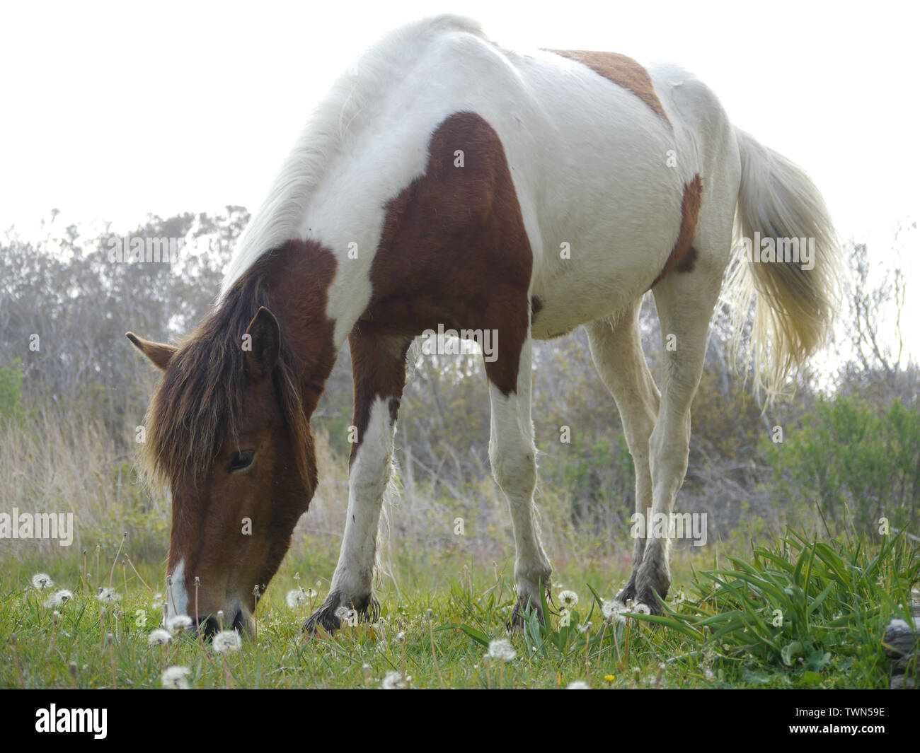 Cavalli selvaggi, Assateague National Seashore Maryland negli Stati Uniti Foto Stock