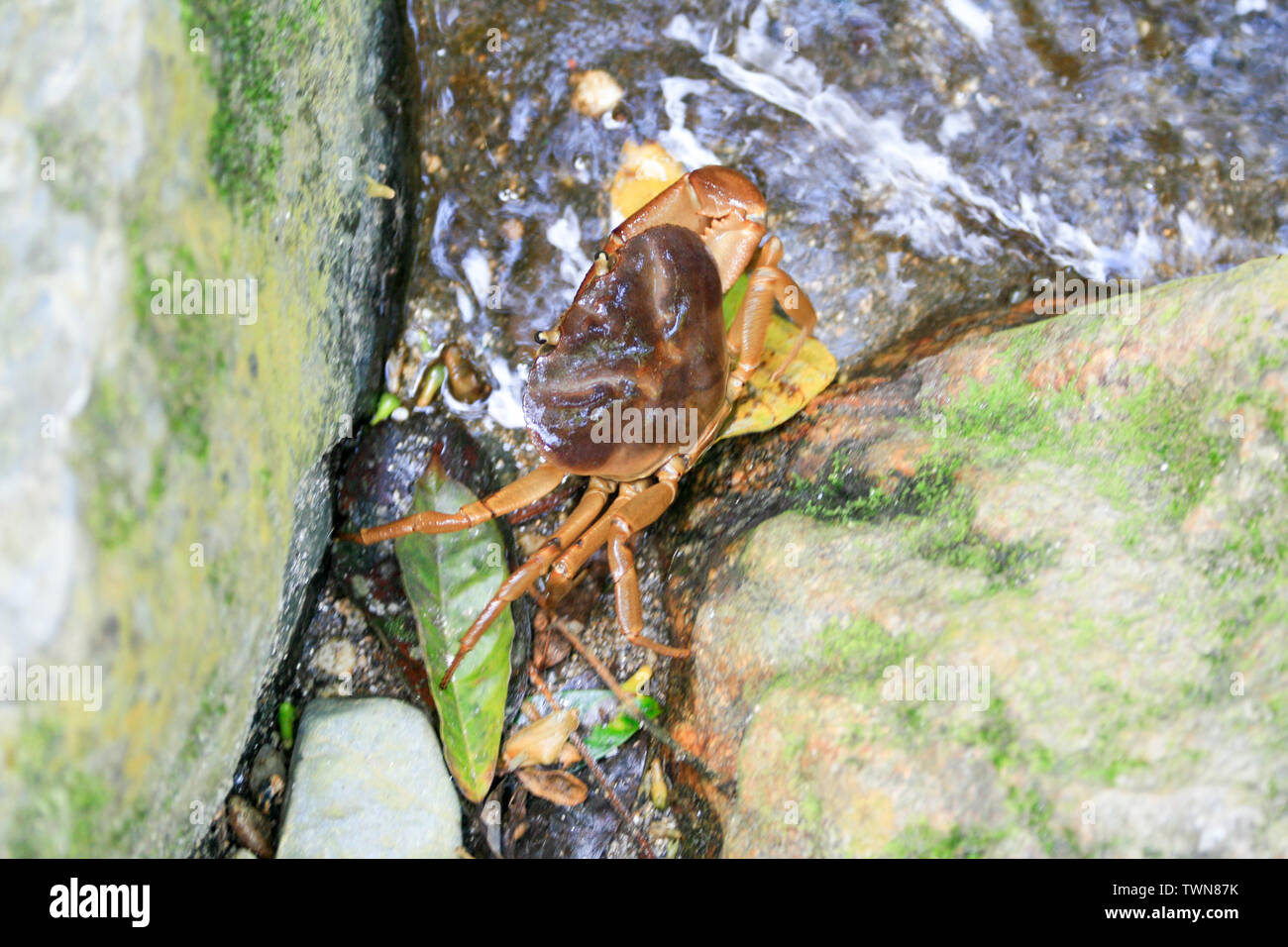 Volk der Kogui, Wanderung in eines Ihrer Dörfer, park Tayrona Foto Stock