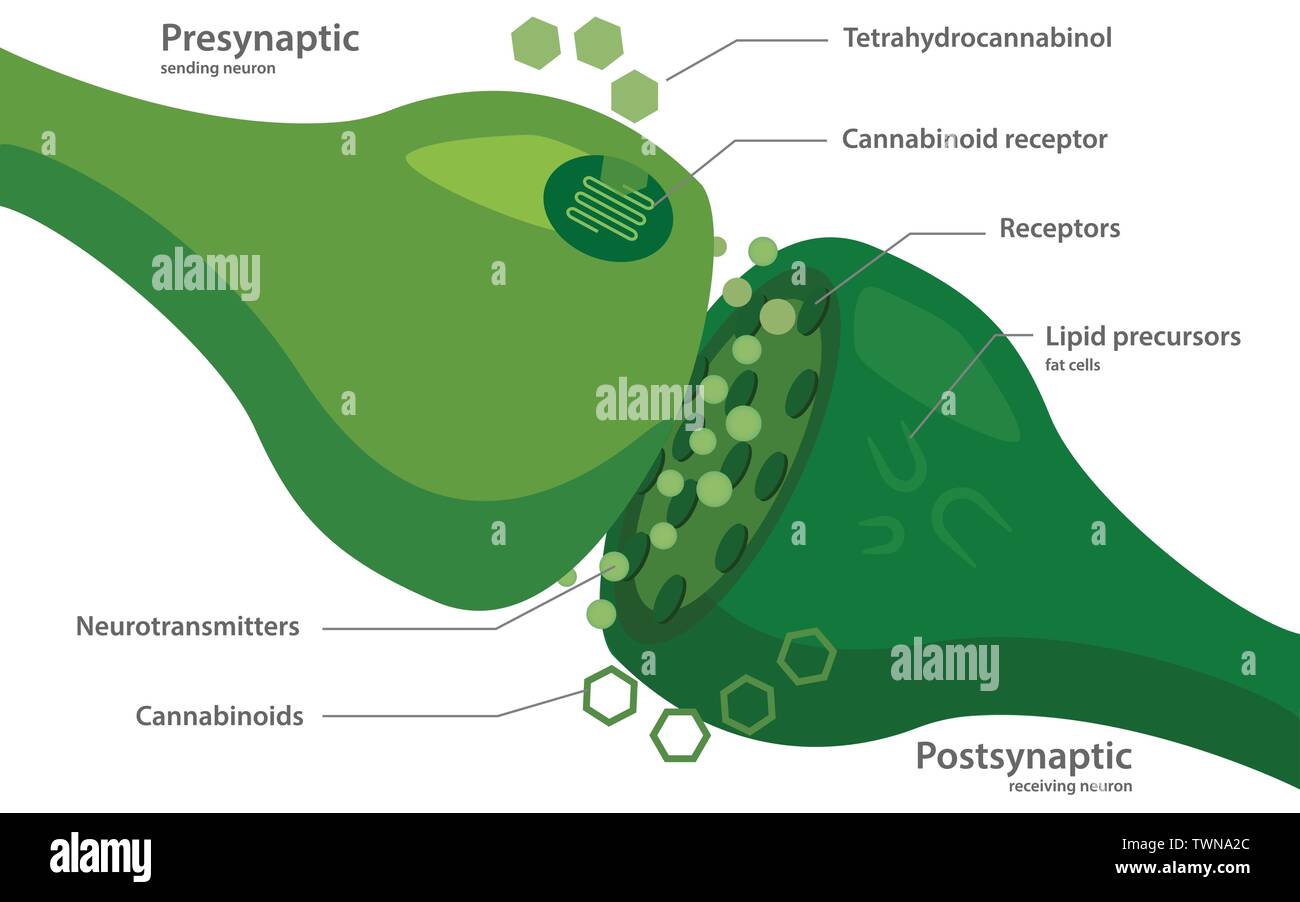 Sistema degli endocannabinoidi diagramma illustrativo circa la cannabis come alternativa a base di erbe della medicina e la terapia chimica, la sanità e la scienza medica vettore. Illustrazione Vettoriale