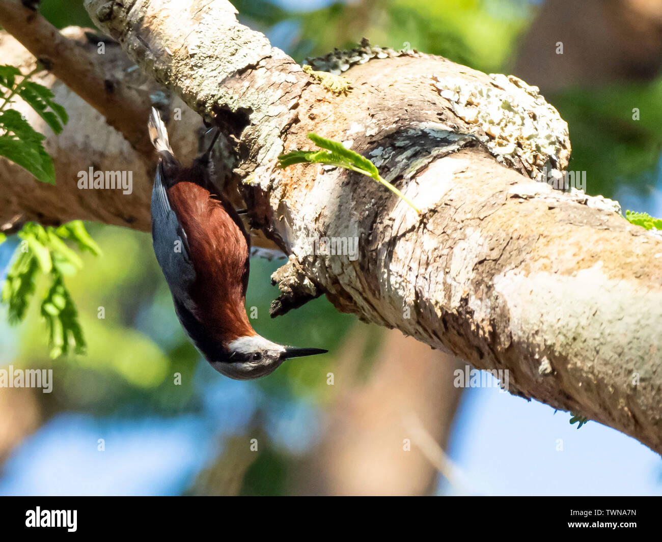 Indian picchio muratore (Sitta castanea) Foto Stock