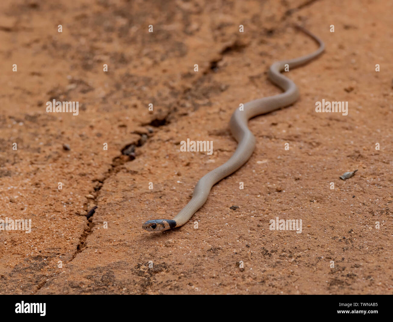 Poco frusta Snake (Parasuta flagello) Foto Stock