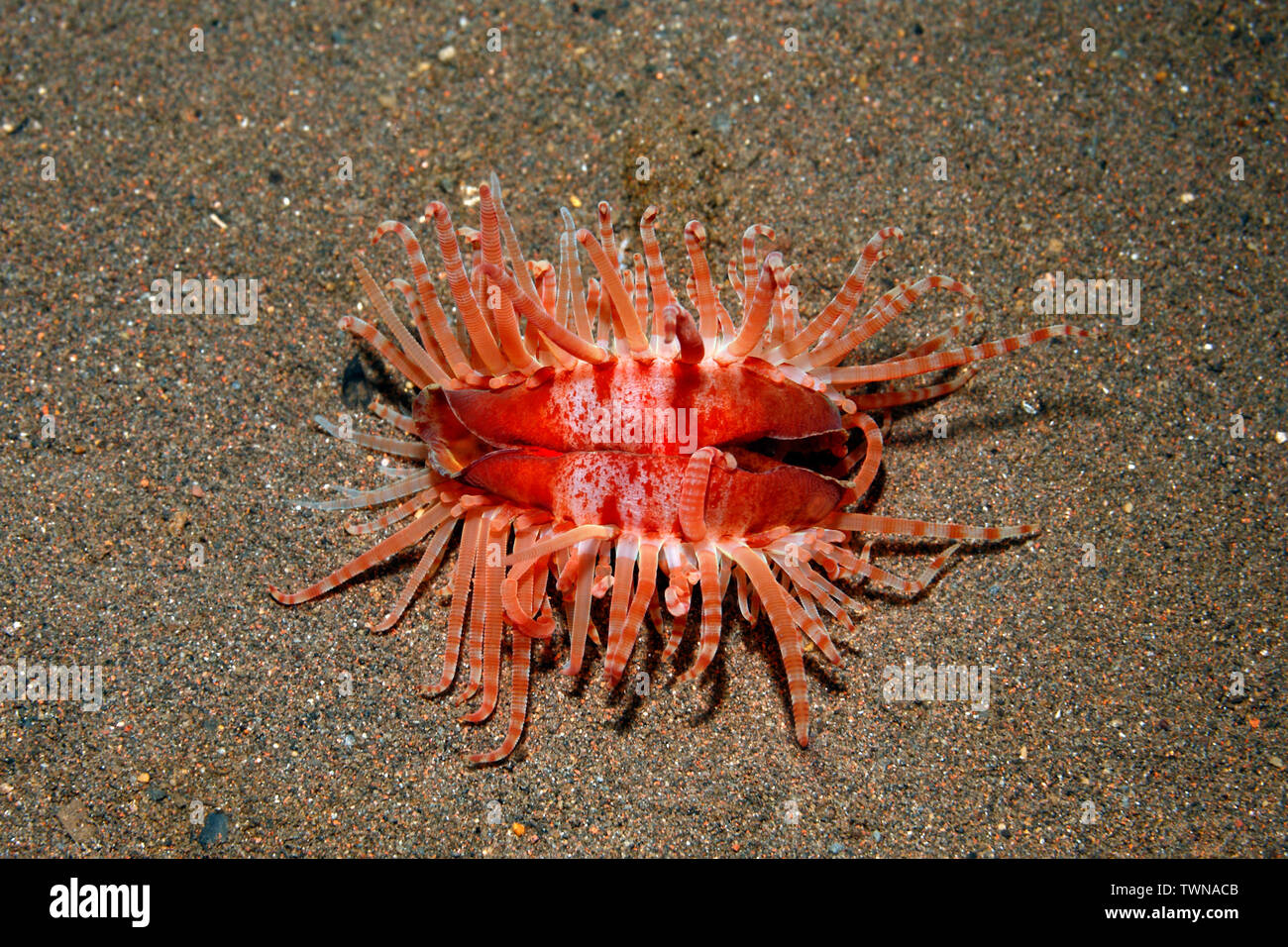 File fragile guscio, Limaria fragilis. Tulamben, Bali, Indonesia. Mare di Bali, Oceano Indiano Foto Stock