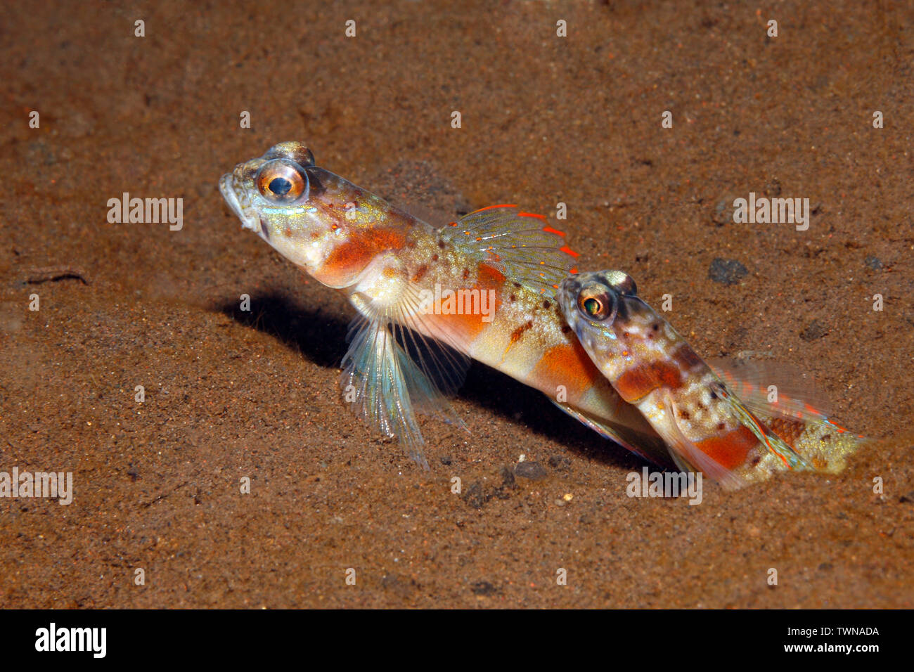 Redmargin Shrimpgoby, Amblyeleotris rubrimarginata. Coppia in burrow. Tulamben, Bali, Indonesia. Mare di Bali, Oceano Indiano Foto Stock