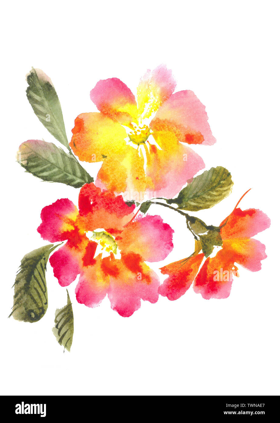 Primula vulgaris. Disegno fiori in fiore. Fresco fiore luminoso. Sfondo  acquerello Foto stock - Alamy
