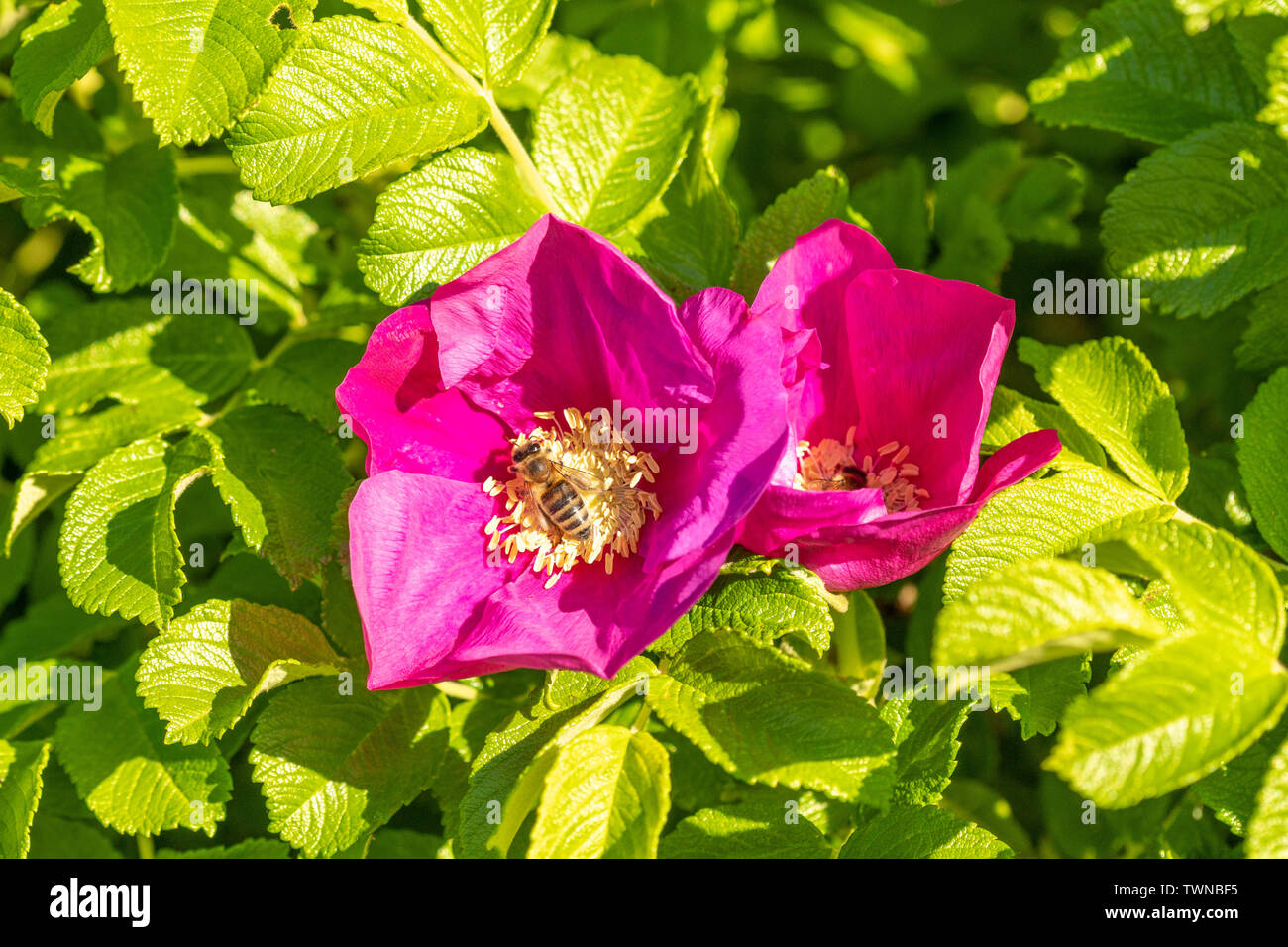 Api colecting polen dal rosa brier rose Foto Stock