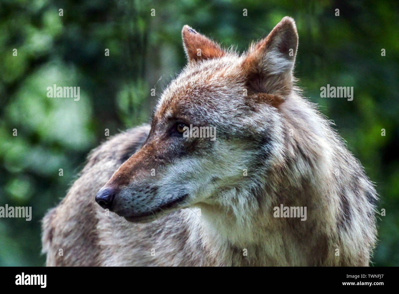 Europeo di lupo grigio, Canis lupus, ritratto di un lupo, vista frontale, Germania Sassonia, Europa Foto Stock