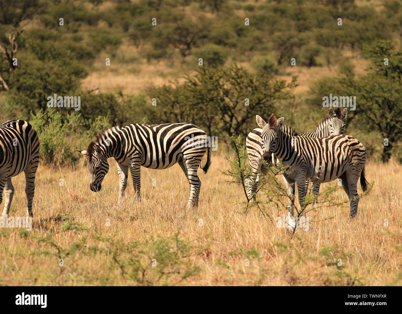 Allevamento di Burchell' s zebre in un africano game reserve Foto Stock