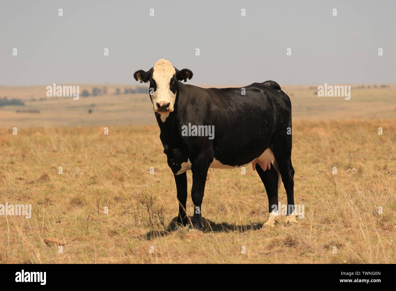 Campagna accanto a Bloemfontein, Sud Africa - Paesaggio con un bianco e nero mucca Foto Stock