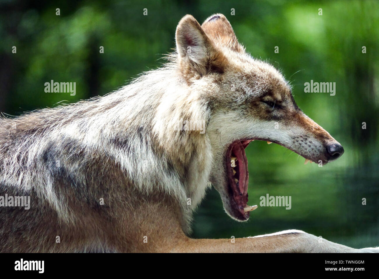 Ritratto di lupo da sbadigli, vista laterale con bocca aperta, denti, lupo grigio europeo, lupo Canis, Germania Sassonia, ritratto di lupo europeo primo piano Foto Stock