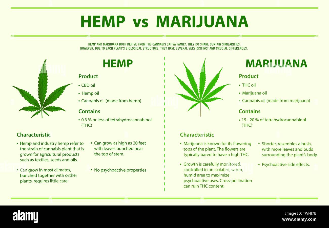 La canapa vs Marijuana ed infografico orizzontale illustrazione circa la cannabis come alternativa a base di erbe della medicina, sanità e la scienza medica vettore. Illustrazione Vettoriale
