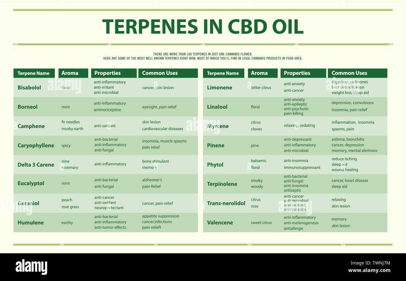 Terpeni in CBD olio infografico orizzontale illustrazione circa la cannabis come alternativa a base di erbe della medicina, sanità e la scienza medica vettore. Illustrazione Vettoriale