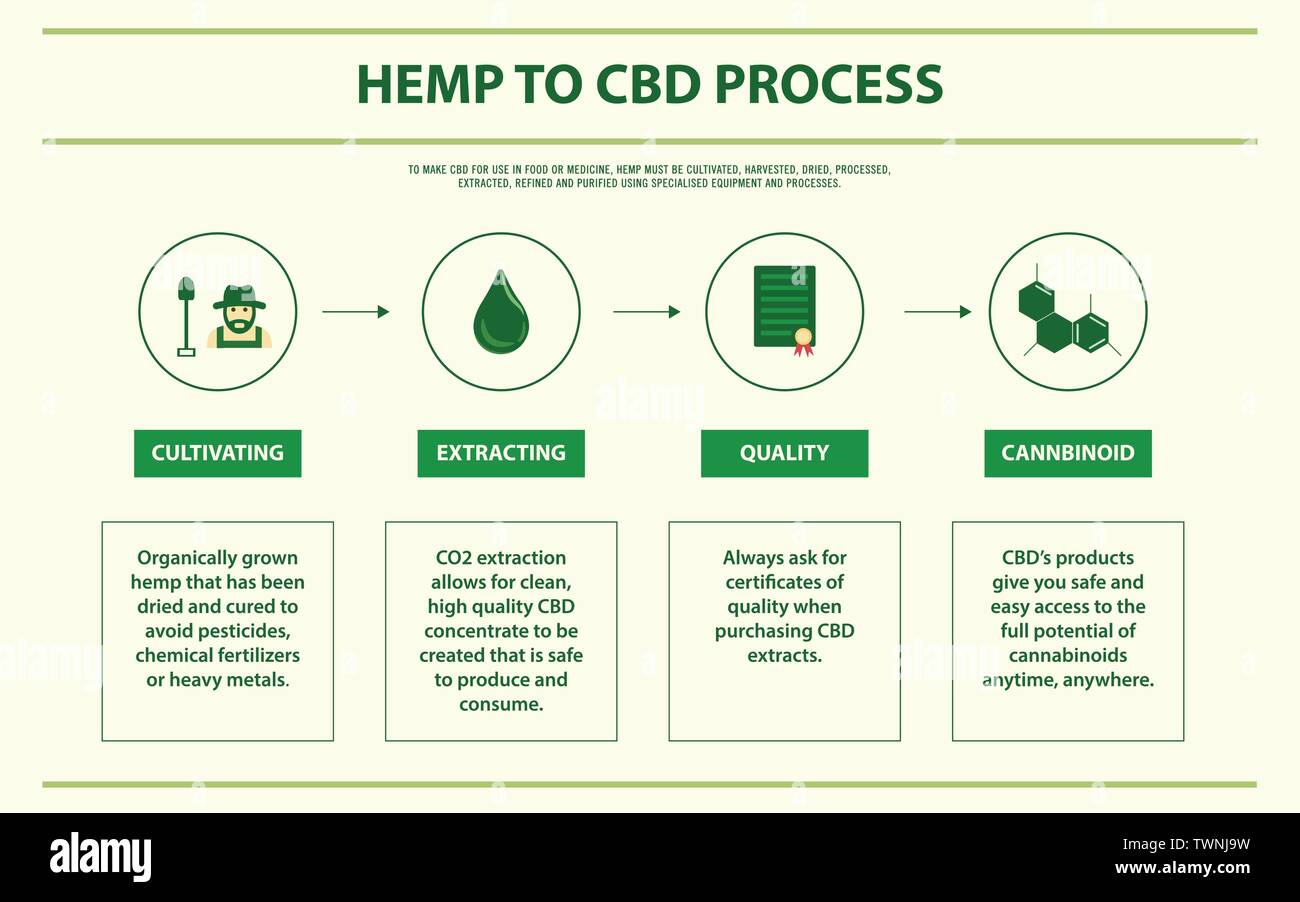 La canapa al CBD di processo ed infografico orizzontale illustrazione circa la cannabis come alternativa a base di erbe della medicina, sanità e la scienza medica vettore. Illustrazione Vettoriale