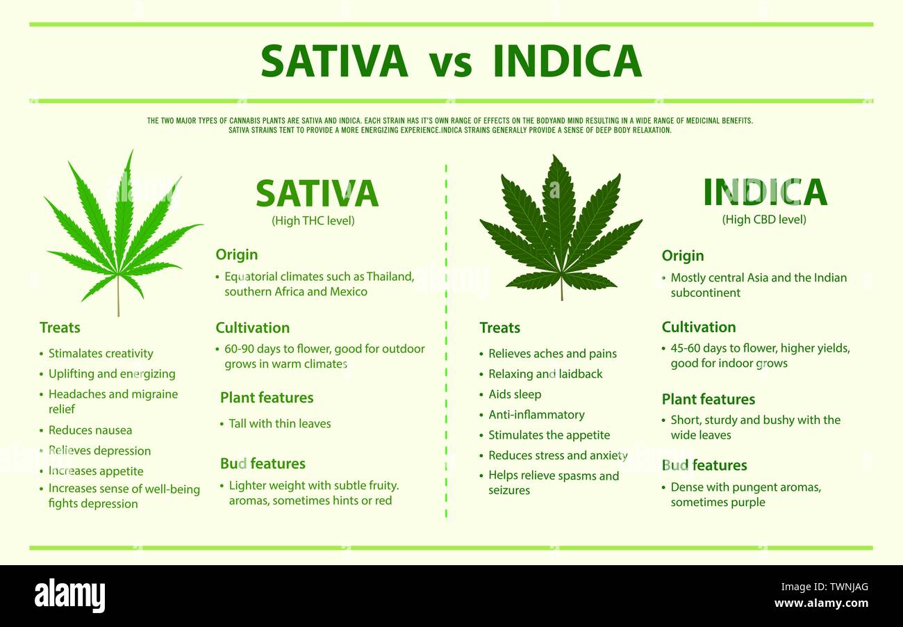 Sativa vs orizzontale indica una infografica illustrazione circa la cannabis come alternativa a base di erbe della medicina e la terapia chimica, sanitari e medici vettore. Illustrazione Vettoriale