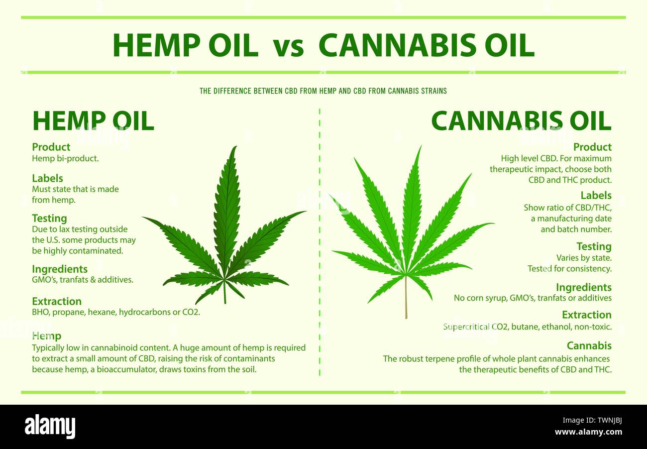 Olio di canapa vs olio di Cannabis orizzontale illustrazione infografico sulla cannabis come alternativa a base di erbe della medicina, sanità e la scienza medica vettore. Illustrazione Vettoriale