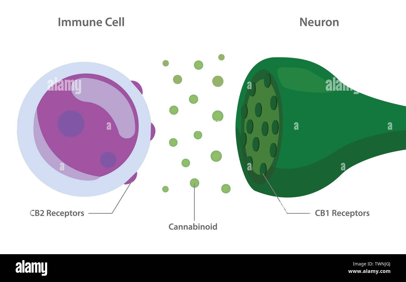 Sistema degli endocannabinoidi tra cellula immunitaria e neurone circa la cannabis come alternativa a base di erbe della medicina e la terapia chimica, healthcare vettore. Illustrazione Vettoriale