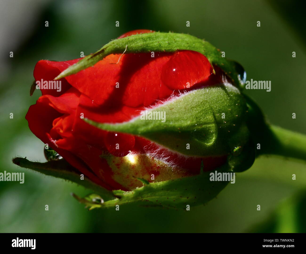 Le rose sono rosse Foto Stock