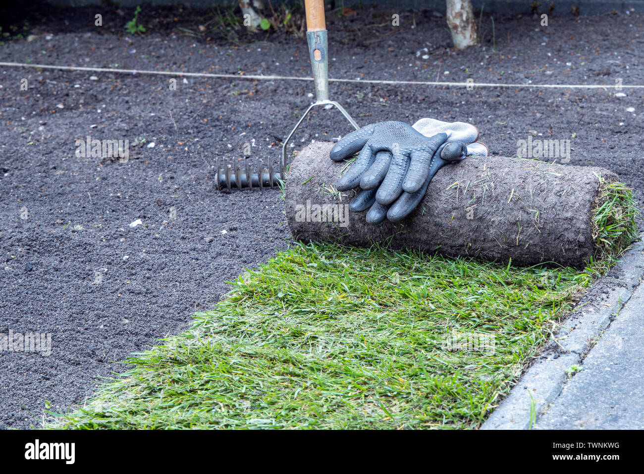 Applicazione di un tappeto erboso naturale rotoli in giardino. Immagine concettuale. Foto Stock