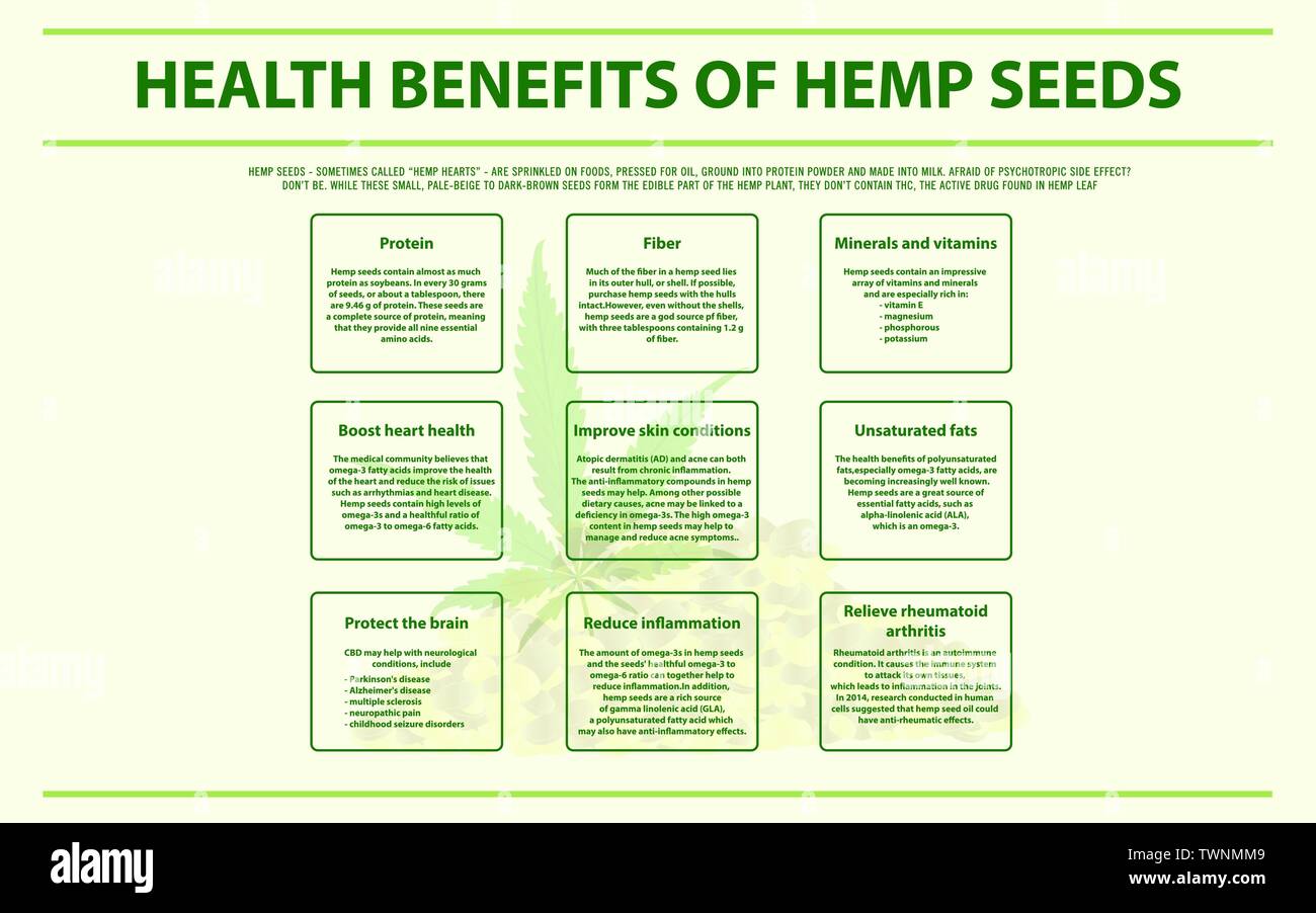 Benefici per la salute di semi di canapa infografico orizzontale sulla cannabis come alternativa a base di erbe della medicina e la terapia chimica, healthcare vettore. Illustrazione Vettoriale