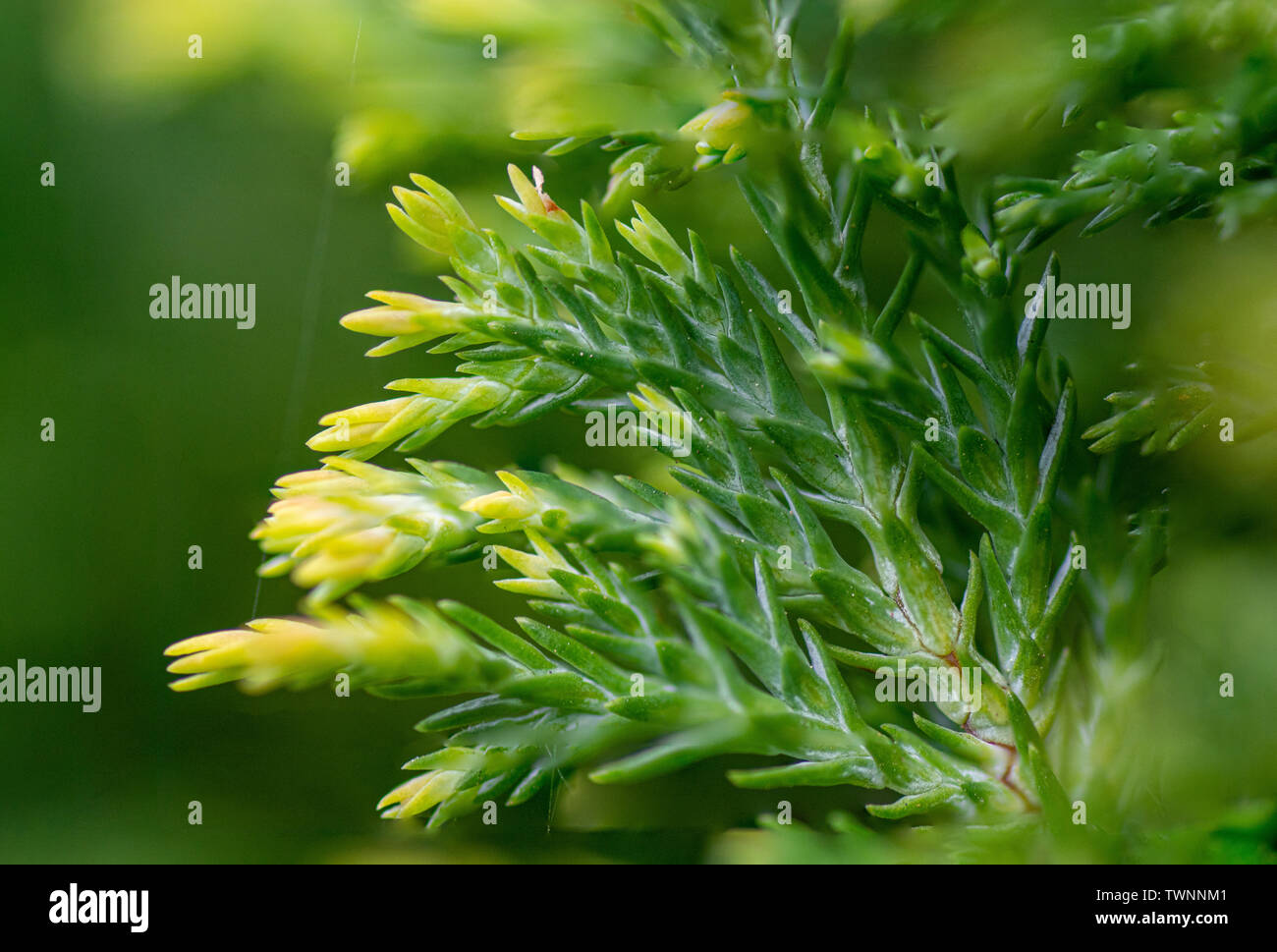 Foglia di pino fotografia macro Foto Stock