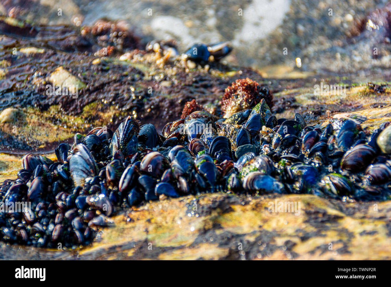 La cozza blu (Mytilus edulis), noto anche come la cozza, è di medie dimensioni con marini commestibili di molluschi bivalvi in Famiglia Mytilidae, mitili Foto Stock