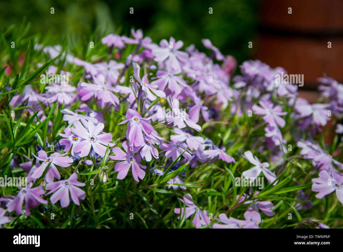 Fiori Phlox styloid Candy strisce. Luce di piccoli fiori viola in giardino, nella foresta, nel campo. Sfondo di fiori, tappeto di fiori Foto Stock