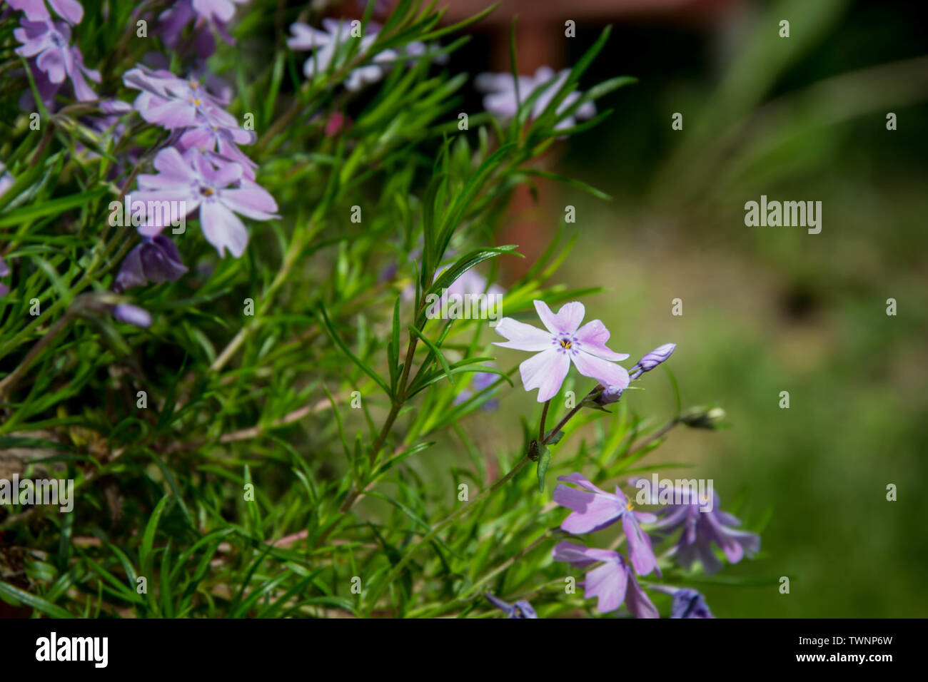Fiori Phlox styloid Candy strisce. Luce di piccoli fiori viola in giardino, nella foresta, nel campo. Sfondo di fiori, tappeto di fiori Foto Stock