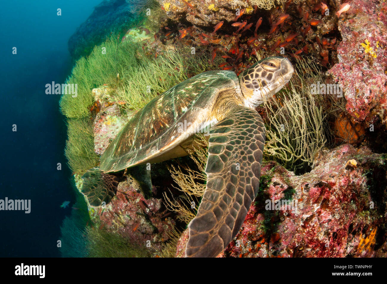 Una specie in via di estinzione, tartaruga verde, Chelonia Mydas, appoggiato su un polipo giallo corallo nero a Gordon Rocks, Arcipelago delle Galapagos, Ecuador. Foto Stock
