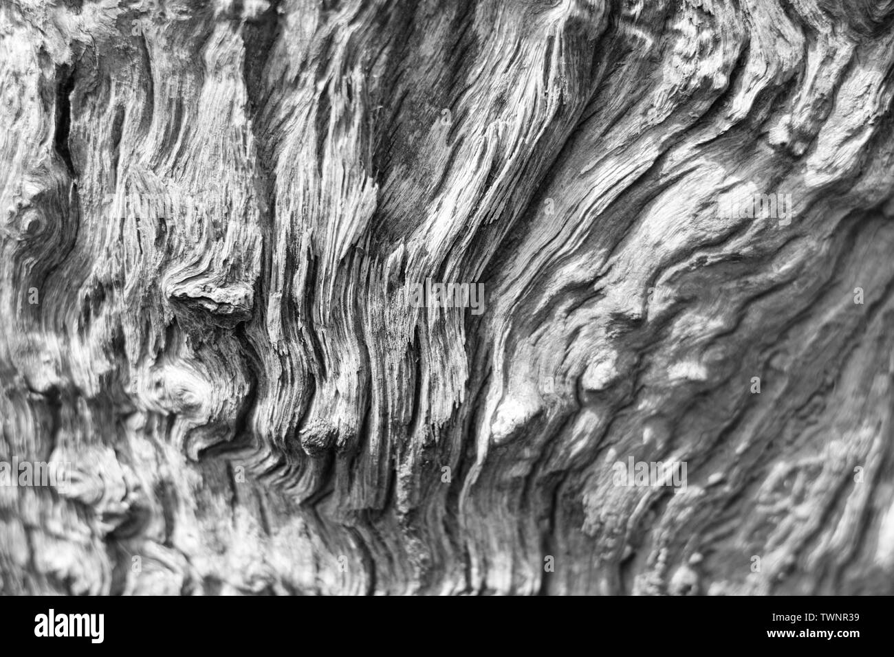 Il marcio driftwood organico sfondo Texture. Foto Stock