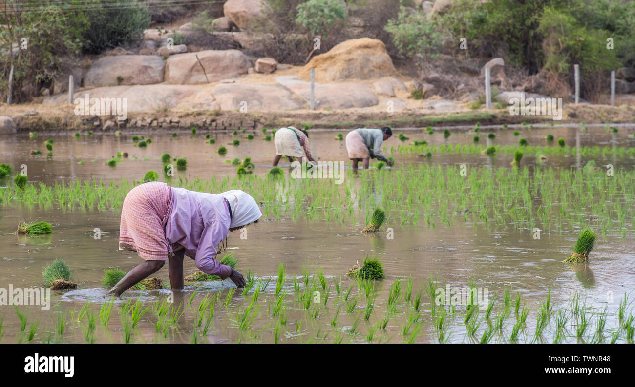 Le donne che lavorano nei campi di riso in una calda giornata estiva in India del sud. Foto Stock