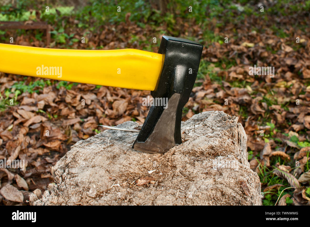 Ax con impugnatura gialla bloccato nel vecchio ceppo in autunno foglie secche sfondo Foto Stock