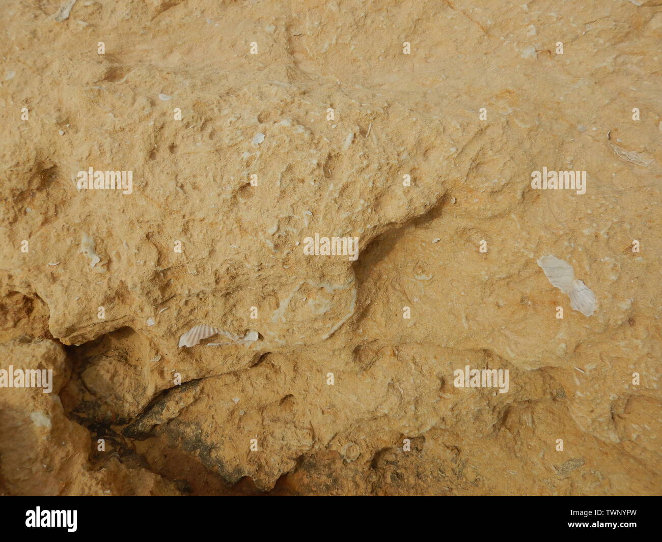 Fossilizzati rimane bianco di clam shell o incorporati in pietra marrone. Foto Stock