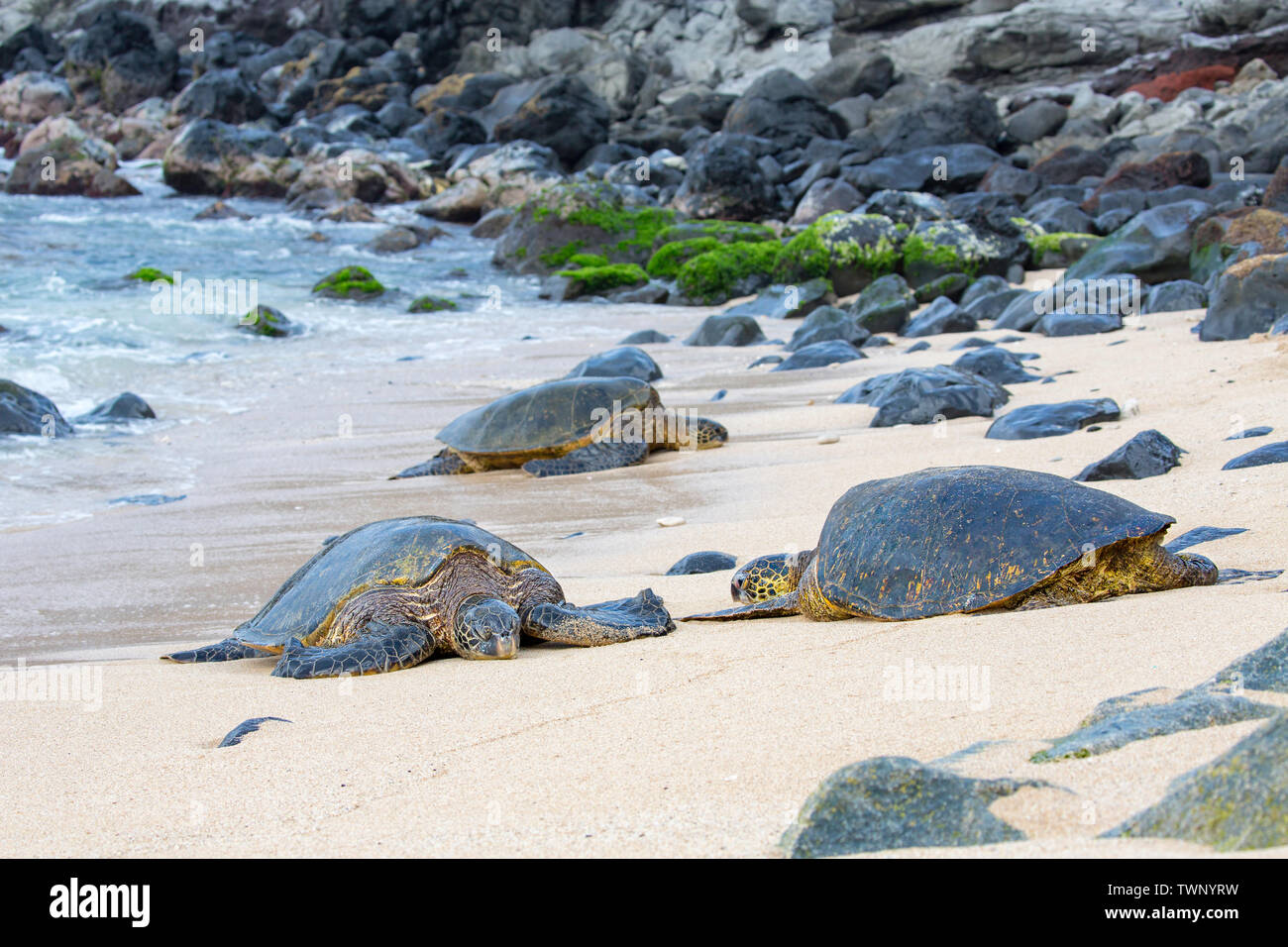 Queste tartarughe marine verdi, Chelonia Mydas, una specie in via di estinzione, hanno tirato fuori dall'acqua su Ho'okipa spiaggia di Maui, Hawaii. A prima vista esse Foto Stock