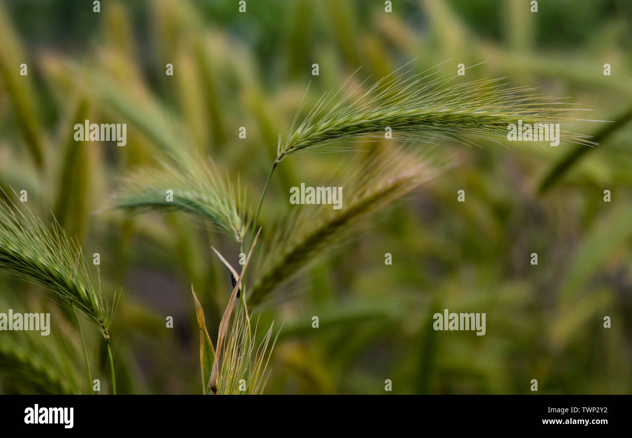 Prato orzo (Hordeum secalinum Europeo di erba selvatica close up. Foto Stock