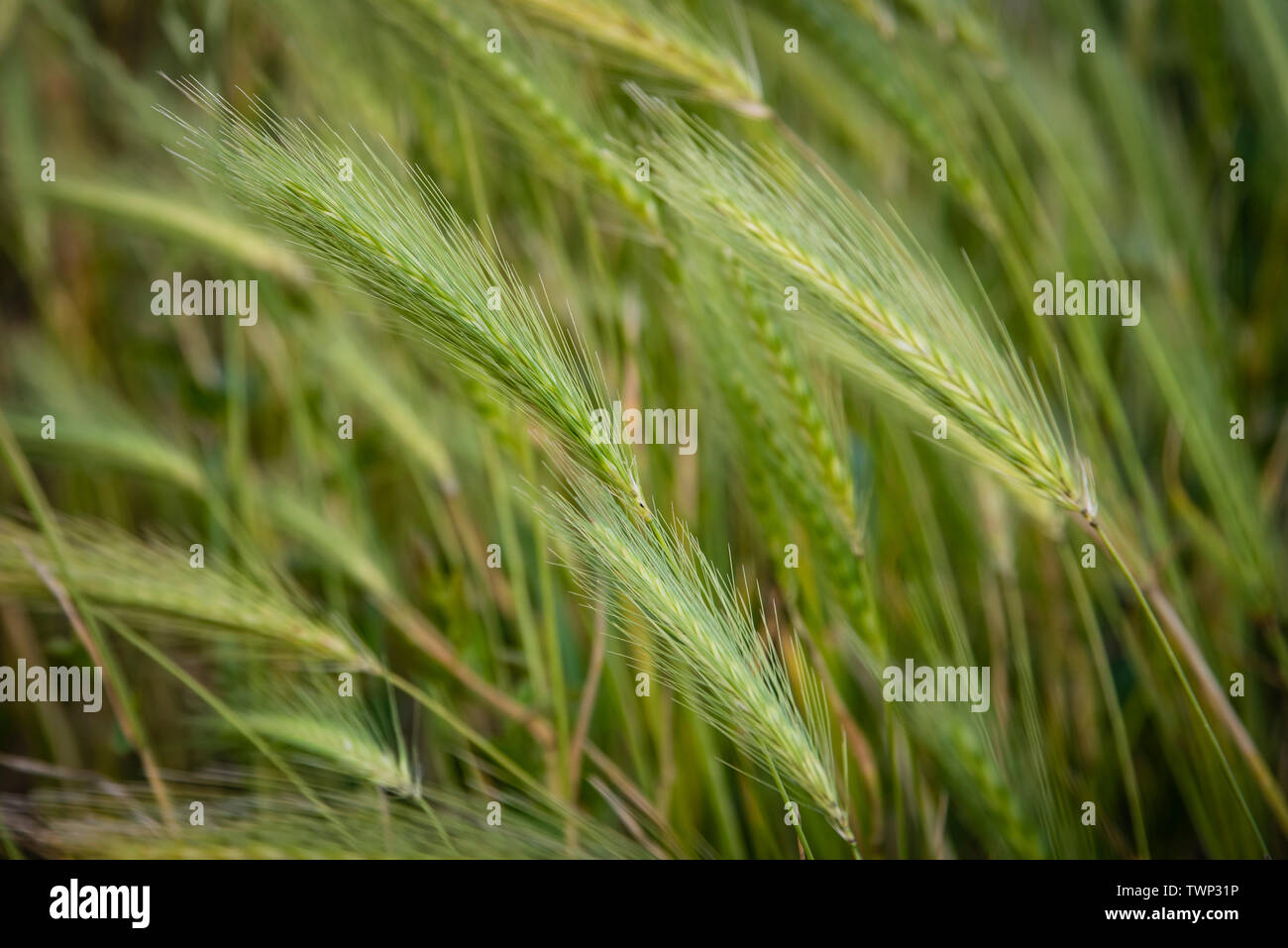 Prato orzo (Hordeum secalinum Europeo di erba selvatica close up. Foto Stock