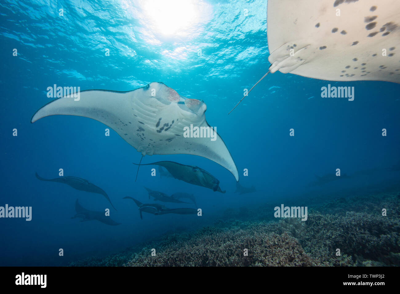 Reef mante, Manta alfredi, crociera su fondali bassi off Ukumehame in una stazione di accoppiamento, Maui, Hawaii. La femmina porta questa processione seguita da Foto Stock