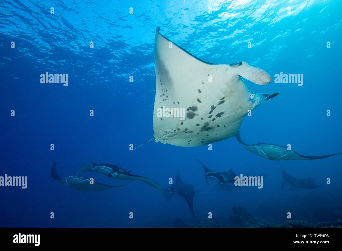 Reef mante, Manta alfredi, crociera su fondali bassi off Ukumehame in una stazione di accoppiamento, Maui, Hawaii. I singoli in primo piano è un maschio. Foto Stock